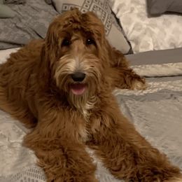Maj - Australian Labradoodle