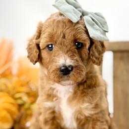 Joplin - Red  female Goldendoodle puppy in Queen Creek, Arizona from Goldendoodle AZ