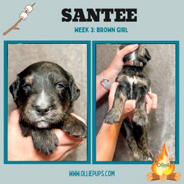 Girl 2 - female Golden Mountain Dog puppy in Boiling Springs, South Carolina from OlliePups, LLC