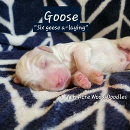 Goose - Yellow and white male Bernedoodle puppy in Pollock Pines, California from Ten Acre Wood Doodles