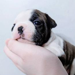 Baby Selûne - Brindle and white female Boston Terrier puppy in Kingsport, Tennessee from Sleepwalker Bostons
