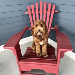 Aspen - Cockapoo