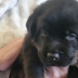 Rottweilers from One Time Breeding