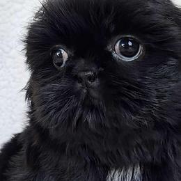 MOCHI - Black female Shih Tzu puppy in Las Vegas, Nevada from Beirin Breige Shih Tzus