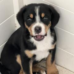 Beauceron, Greater Swiss Mountain Dog, and Nederlandse Kooikerhondje Puppies from Blackamber Swissies Beaucerons Ambermoon Kooikerhondje