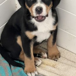 Beauceron, Greater Swiss Mountain Dog, and Nederlandse Kooikerhondje Puppies from Blackamber Swissies Beaucerons Ambermoon Kooikerhondje