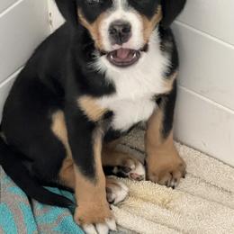 Beauceron, Greater Swiss Mountain Dog, and Nederlandse Kooikerhondje Puppies from Blackamber Swissies Beaucerons Ambermoon Kooikerhondje
