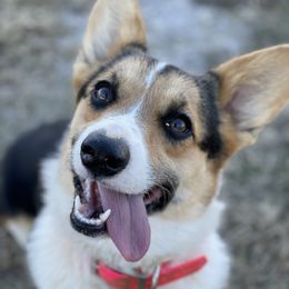 Lark - Pembroke Welsh Corgi