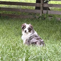 Carl - Australian Shepherd