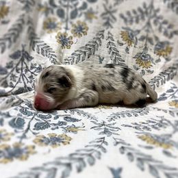Roo - Blue merle male Australian Shepherd puppy in Sedalia, Missouri from Affinity Aussies
