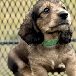 Leo💚 - Cream Dachshund puppy in Stoutland, Missouri from Farmhouse Dachshunds