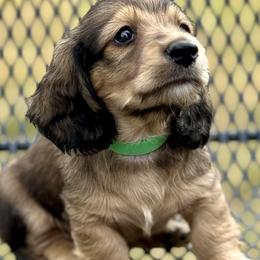 Leo💚 - Cream Dachshund puppy in Stoutland, Missouri from Farmhouse Dachshunds