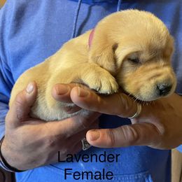 Labrador Retriever Puppies from Farmers Creek Kennels