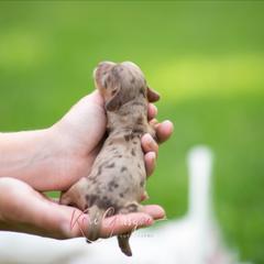 Carmen - Dapple female Dachshund puppy in Knox City, Missouri from Brittney's Dachshunds