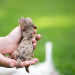 Carmen - Dapple female Dachshund puppy in Knox City, Missouri from Brittney's Dachshunds