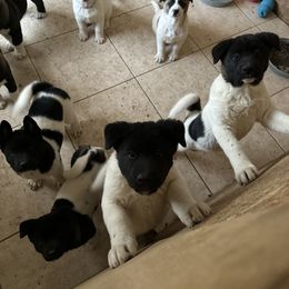 Akita Puppies from Gloe Akita's