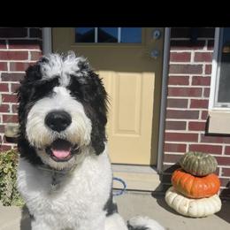 Saint Berdoodle Puppies from Badland St. Berdoodles LLC