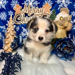 PINK Girl - Black and tan female Pembroke Welsh Corgi puppy in Acampo, California from Rees Corgis