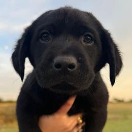 Red Collar Male - Black male Labrador Retriever puppy in Salado, Texas from Wild Games Labradors