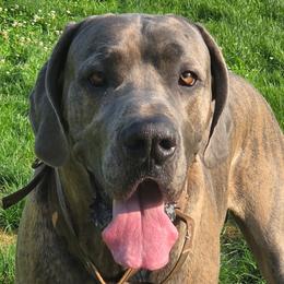 Great Dane puppies from Stonebrook Gentle Giants