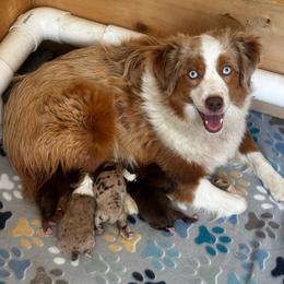 Josie - Miniature Australian Shepherd