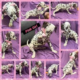 Light pink Girl - Liver - PRICE DROP - White and liver brown Dalmatian puppy in Leavenworth, Kansas from Tally Ho Dalmatians
