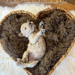 Queen - Apricot female Goldendoodle puppy in Grove, Oklahoma from Guinn Family Farms