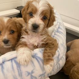 Dune - Parti male Goldendoodle puppy in Port Saint Lucie, Florida from Coastal Crown Doodles