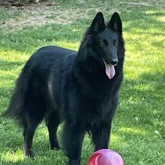 Belgian Sheepdog puppies from Chancery Belgians