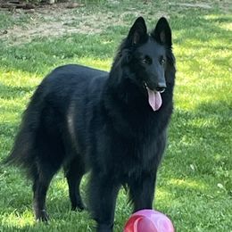 Belgian Sheepdog puppies from Chancery Belgians