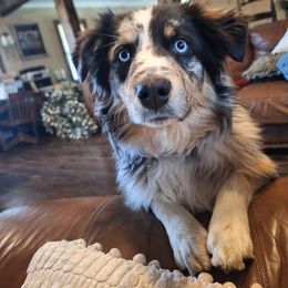 Creed - Australian Shepherd