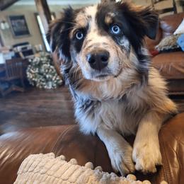 Creed - Australian Shepherd