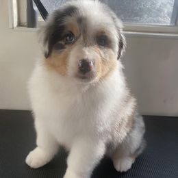 Australian Shepherds and German Shorthaired Pointers from Flynbee Farm