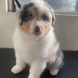 Australian Shepherds and German Shorthaired Pointers from Flynbee Farm
