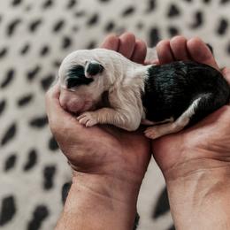 Sheepadoodle Puppies from DOODCompany