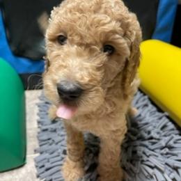 Goldendoodle Puppies from Da Ruba Doodles