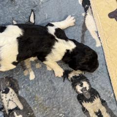 Boy 5 - male Newfypoo puppy in San Antonio, Texas from Mammoth Doodles