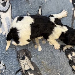 Boy 5 - male Newfypoo puppy in San Antonio, Texas from Mammoth Doodles