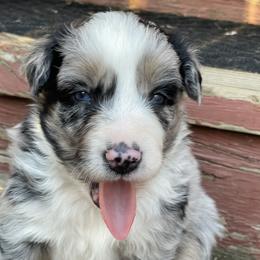 Australian Shepherd puppies from Sarah Estes