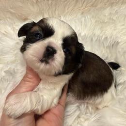 AKC - Princess Champion Bloodline - Red and white female Shih Tzu puppy in Long Beach, California from Prieto Shih-Tzu's