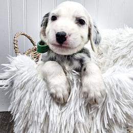 Green - White and black male Dalmatian puppy in Gray, Georgia from Fuller Spots