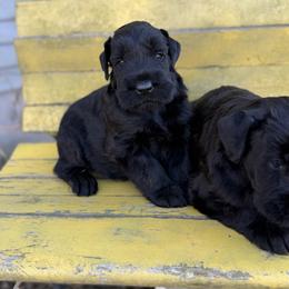 Boy 1 - Black male Giant Schnauzer puppy in Bois D’arc, Missouri from Down Low Kennels