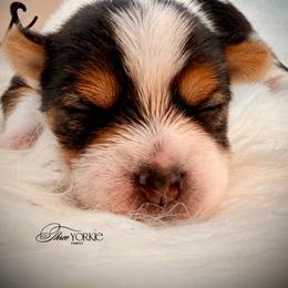 Black-white boy - Parti male Yorkshire Terrier puppy in Machesney Park, Illinois from Three Yorkie Family