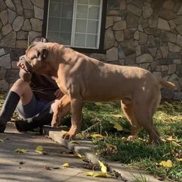 Aristocrat - Cane Corso