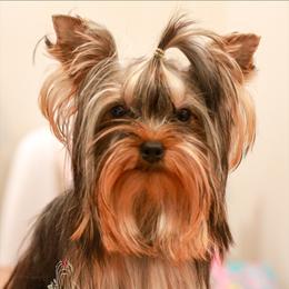 Toby - Yorkshire Terrier