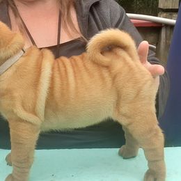 Chinese Shar-Pei Puppies from Annette's Shar-Peis