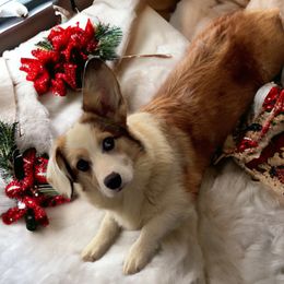American Corgi and Pembroke Welsh Corgi Puppies from Beebe’s Corgis