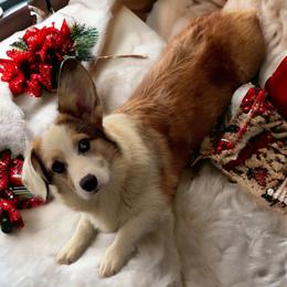 American Corgi and Pembroke Welsh Corgi Puppies from Beebe’s Corgis