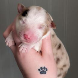 Atlas - Red merle male Australian Shepherd puppy in Georgetown, Texas from River Reign Australian Shepherds