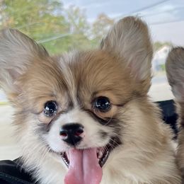 Justice - Sable male Pembroke Welsh Corgi puppy in Hueytown, Alabama from AAA Corgis